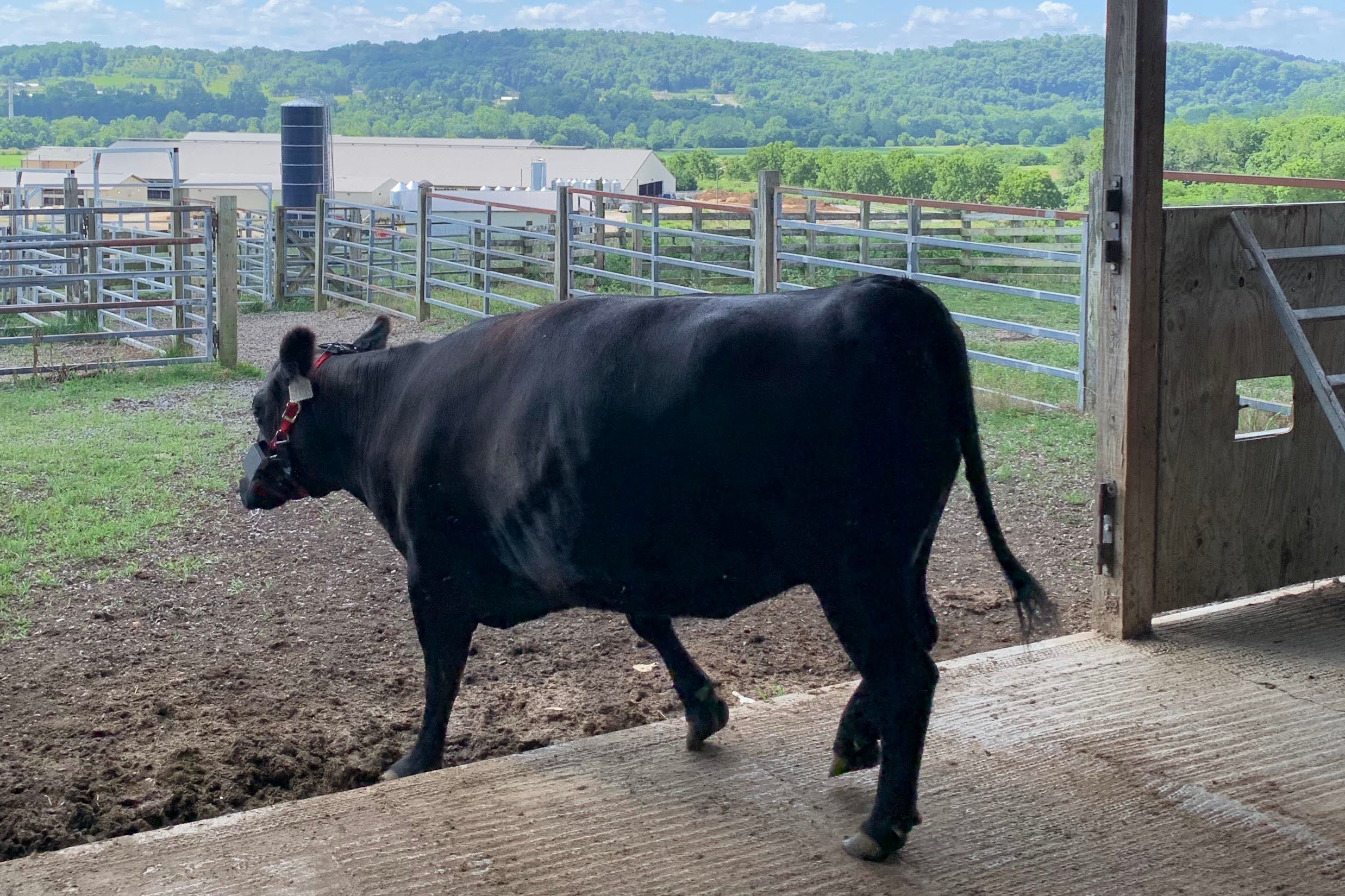 Figure 1: Cow with Prototype WSN